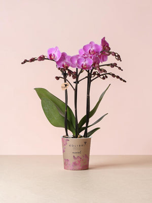 Orquídea rosa - Ø9cm - planta de interior