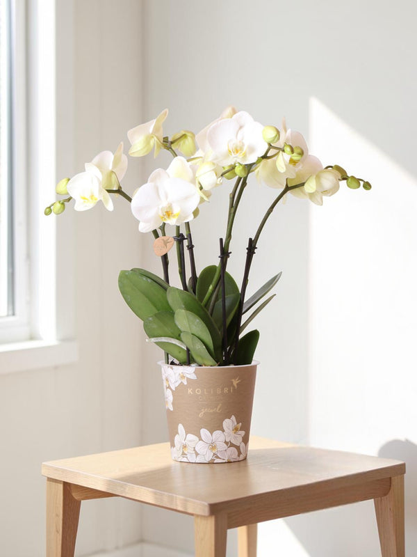 Orquídea blanca - Ø12cm - planta de interior