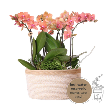 Conjunto de 3 orquídeas naranjas y 3 Rhipsalis en una cesta de algodón con depósito de agua.
