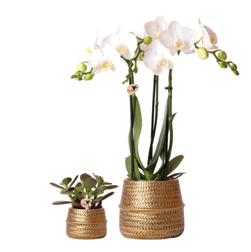 Dúo Orquídea Phalaenopsis Blanca y Crassula Ovata y sus maceteros de cerámica dorada