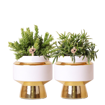 Duo Rhipsalis y sus maceteros dorados