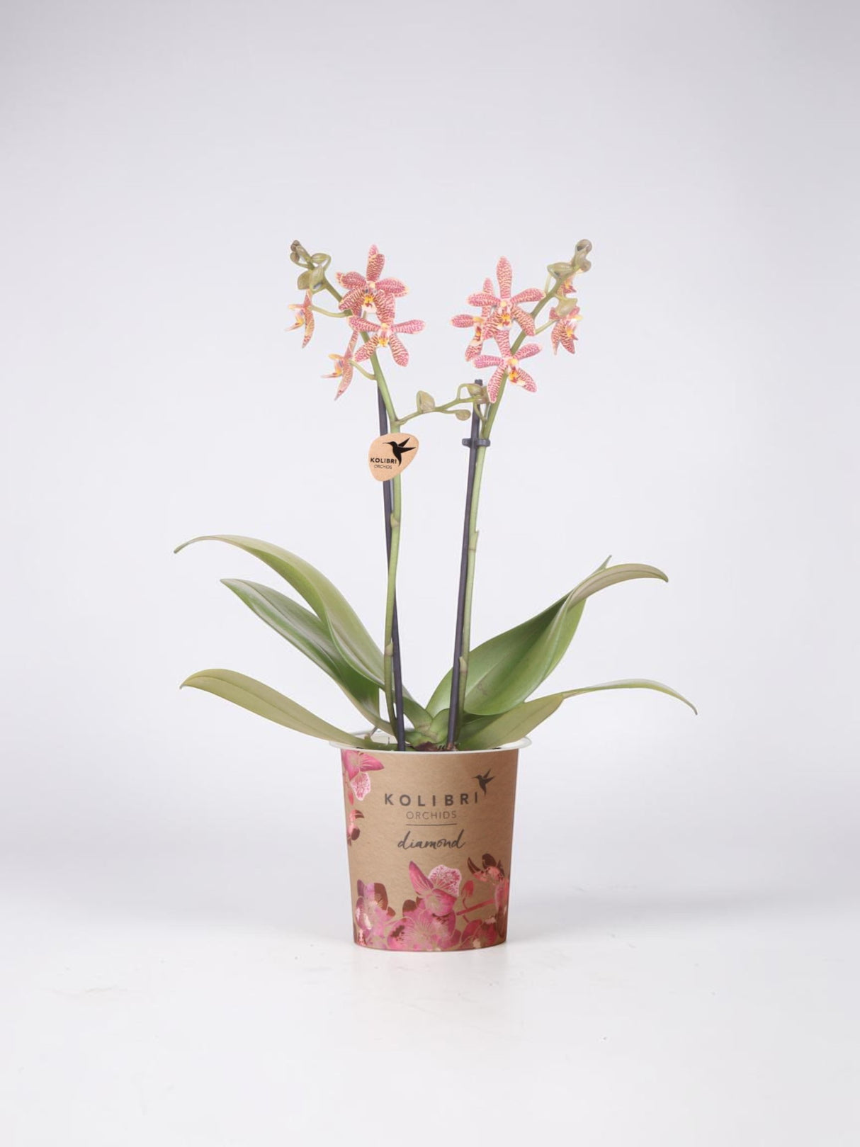 Orquídea araña naranja en maceta - Planta de interior con flores