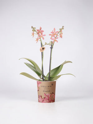 Orquídea araña naranja en maceta - Planta de interior con flores