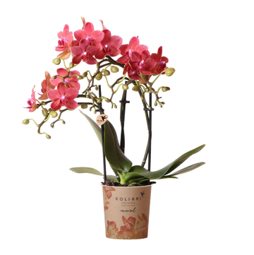 Orquídea Phalaenopsis roja - Congo - planta de interior floreciente