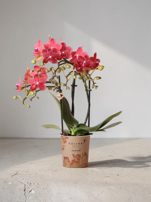 Orquídea Phalaenopsis roja - Congo - planta de interior floreciente