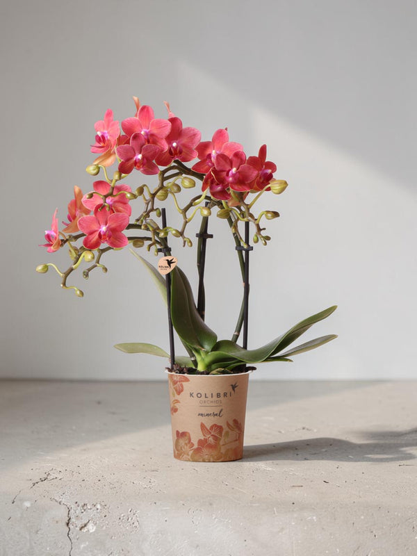 Orquídea Phalaenopsis roja - Congo - planta de interior floreciente