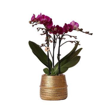 Morelia Orquídea violeta y su maceta