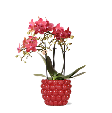 Orquídea roja Phalaenopsis Congo y su maceta