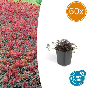 Acaena Microphylla (Acaena microphylla) 'Kupferteppich'