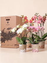 Caja Sorpresa Orquídeas - 4 variedades