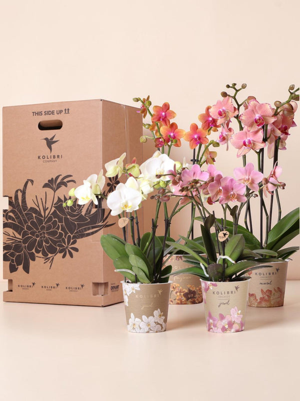 Caja Sorpresa Orquídeas - 4 variedades