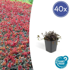 Acaena Microphylla (Acaena microphylla) 'Kupferteppich'