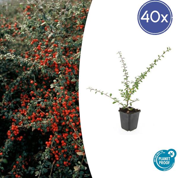 6x Cotoneaster suec. 'Belleza coralina' - ↕10-25cm - Ø9cm