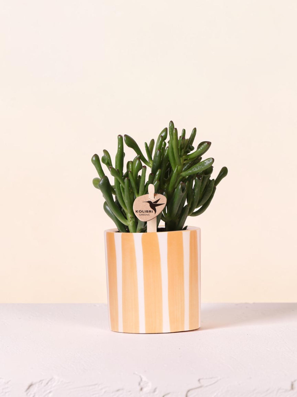 Suculenta Crassula Hobbit + maceta Painted Stripe naranja