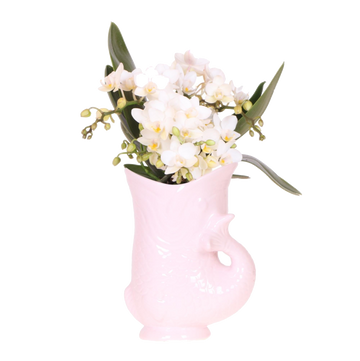 Orquídeas Colibrí | Orquídea blanca 'Nazaré' + maceta pez rosa - tamaño maceta Ø9cm | Planta de interior con flores: hacia el kweker