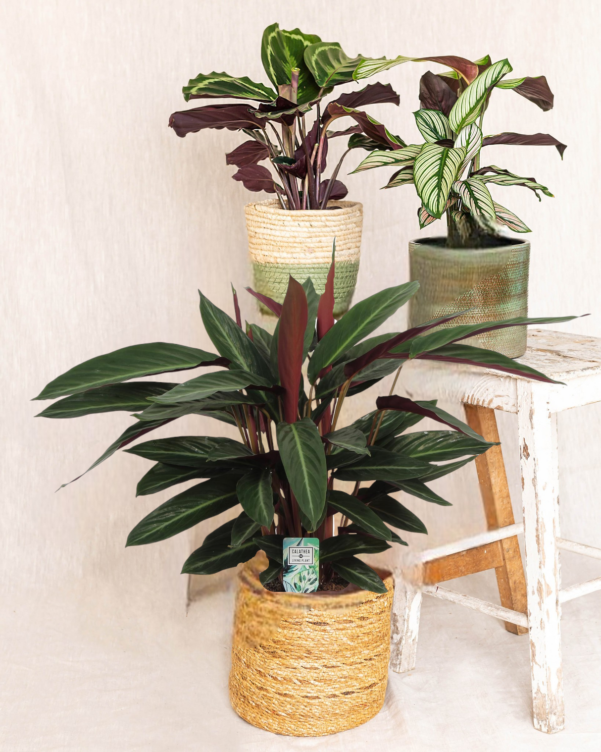 Trío de Calathea - mamá planta