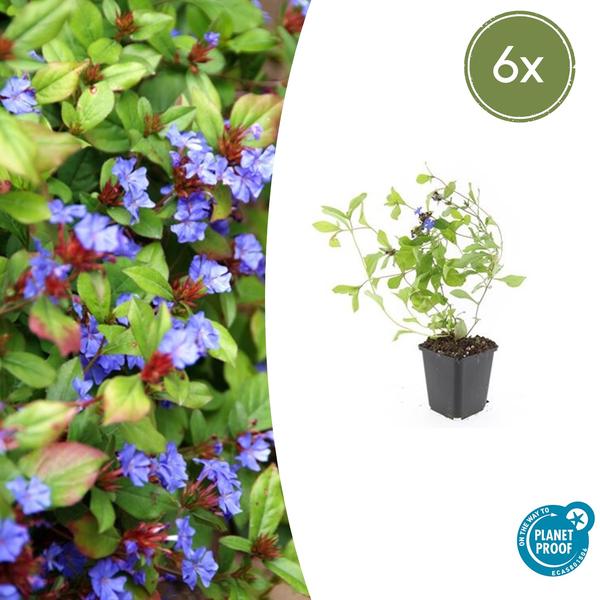 Plumbago de Chine