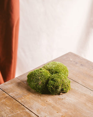 Bolsa de bolas de espuma - <tc>Terrario</tc>s