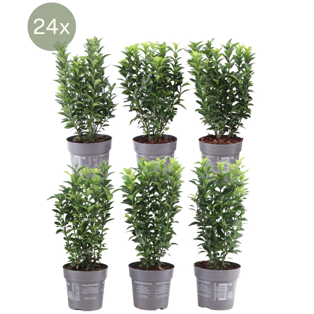 Livraison plante 24 x Euonymus japonicus 'Green Spire'