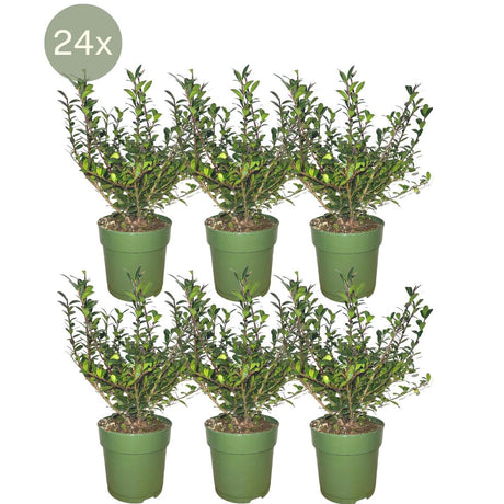 Livraison plante 24 x Ilex crenata 'Jenny'