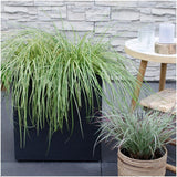 Livraison plante 3 x Carex hachijoensis 'Evergold'