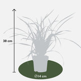 Livraison plante 3 x Carex morrowii 'Irish Green'