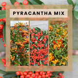 Livraison plante 3 x Pyracantha coccinea mix