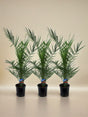 Livraison plante 3x Phoenix Canariensis - 80 cm - Ø15