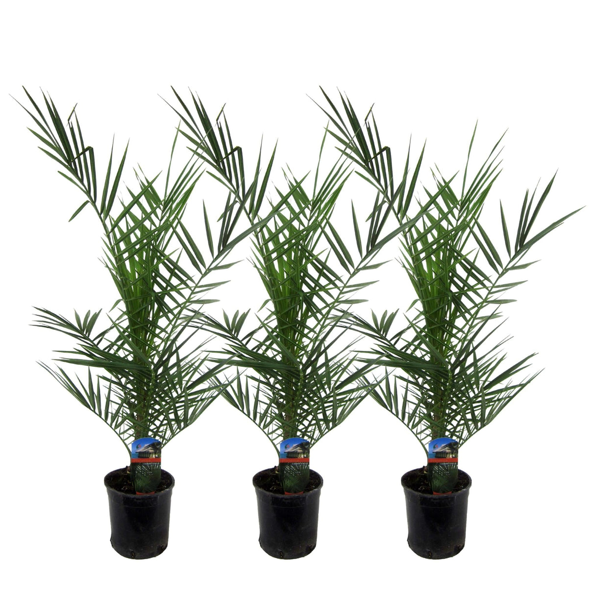 Livraison plante 3x Phoenix Canariensis - 80 cm - Ø15