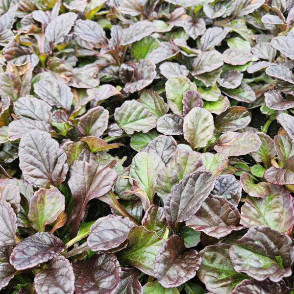Livraison plante 6x Ajuga reptans - ↕10 - 25cm - Ø9cm