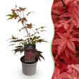 Livraison plante Acer palmatum Atropurpureum – Pot 12 cm – Hauteur 35 cm