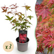 Livraison plante Acer palmatum Beni - maiko – Lot de 3 – Pot 12 cm
