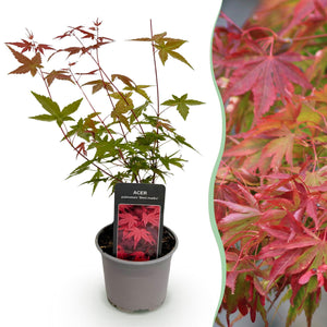 Livraison plante Acer palmatum Beni - maiko – Pot 12 cm – Hauteur 35 cm