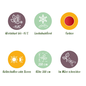 Livraison plante Acer palmatum Beni - maiko – Pot 12 cm – Hauteur 35 cm