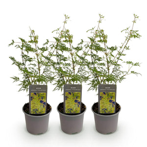 Livraison plante Acer palmatum Emerald Lace – Lot de 3 – Hauteur 35 cm