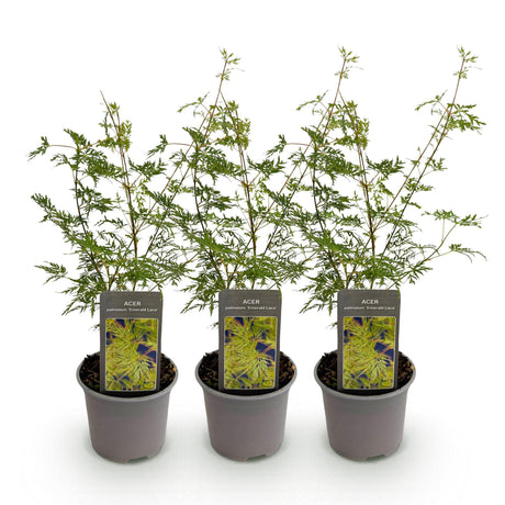 Livraison plante Acer palmatum Emerald Lace – Lot de 3 – Hauteur 35 cm