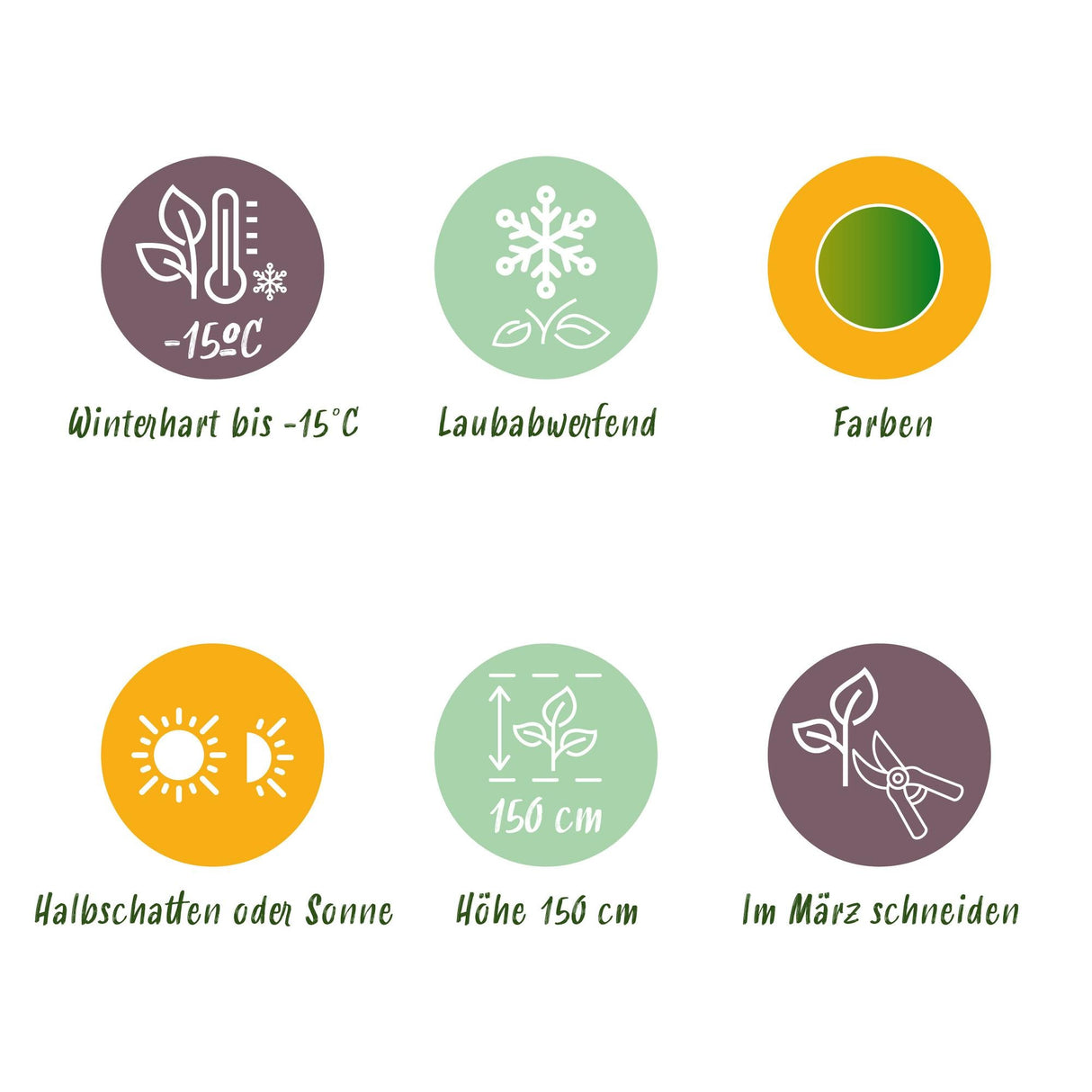 Livraison plante Acer palmatum Emerald Lace – Pot 12 cm – Hauteur 35 cm