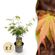 Livraison plante Acer palmatum Katsura – Lot de 3 – Pot 12 cm – Hauteur 35 cm