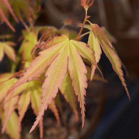 Livraison plante Acer palmatum Katsura – Lot de 3 – Pot 12 cm – Hauteur 35 cm