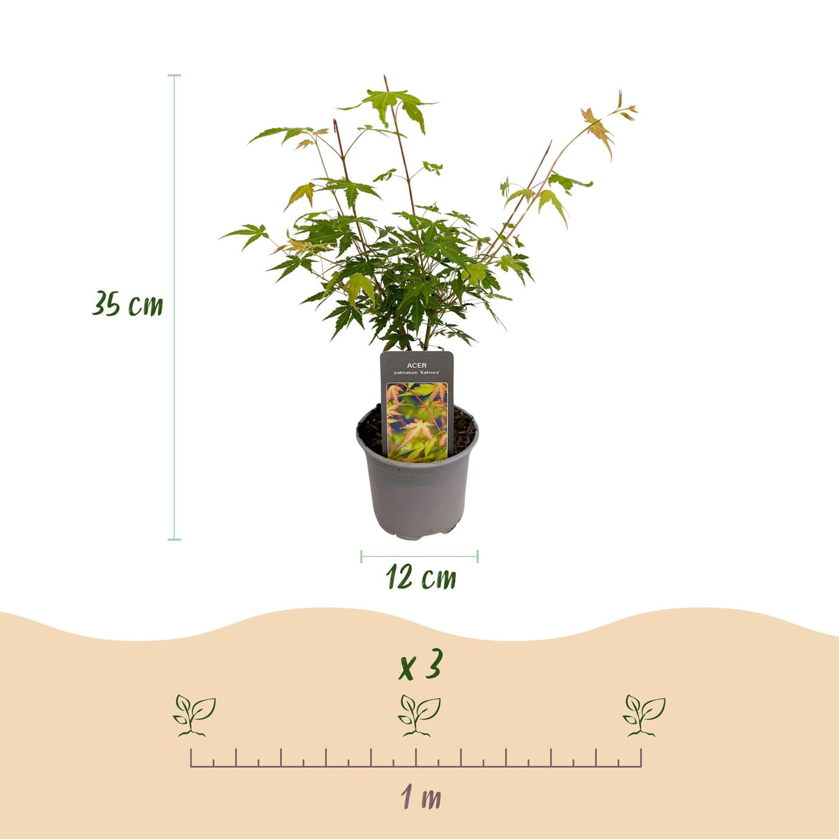 Livraison plante Acer palmatum Katsura – Lot de 3 – Pot 12 cm – Hauteur 35 cm