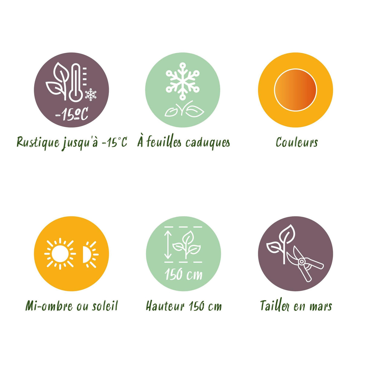 Livraison plante Acer palmatum Little Princess – Lot de 3 – Pot 12 cm