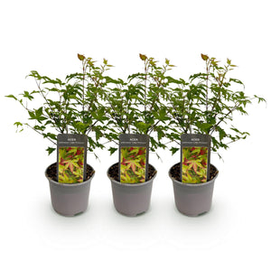 Livraison plante Acer palmatum Little Princess – Lot de 3 – Pot 12 cm