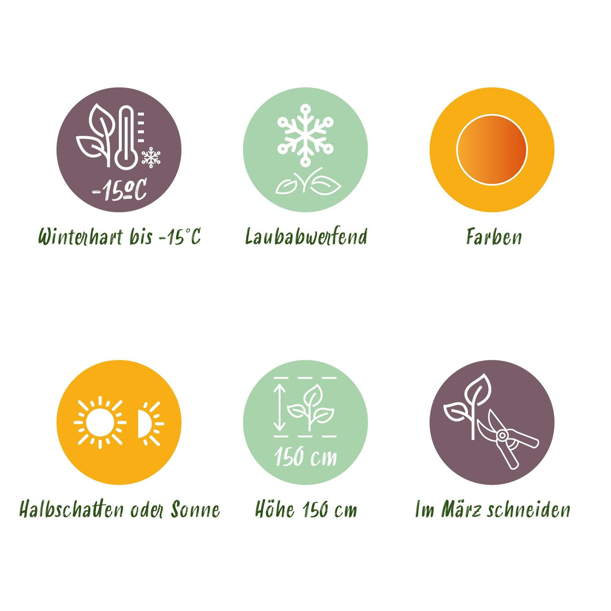 Livraison plante Acer palmatum Little Princess – Lot de 3 – Pot 12 cm