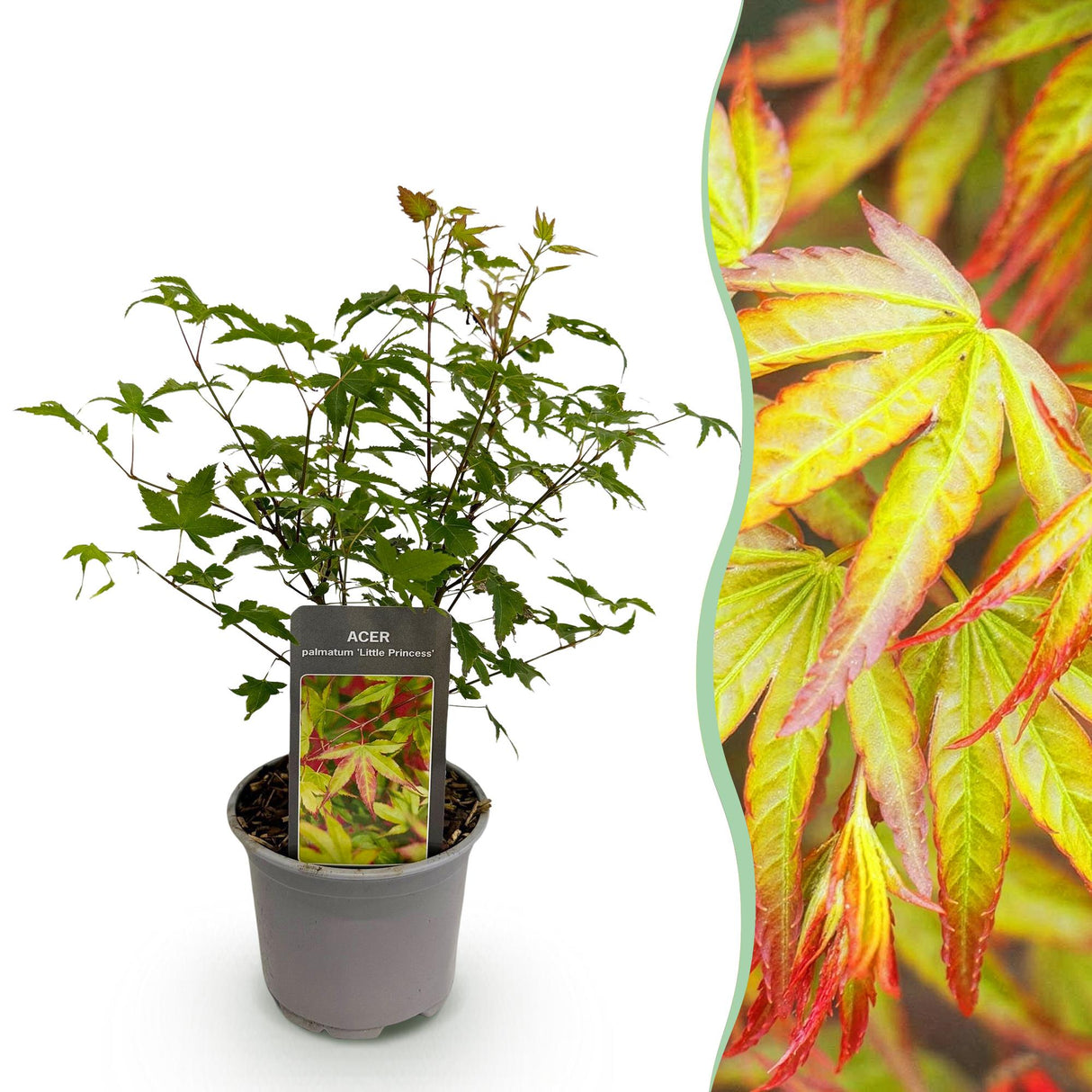 Livraison plante Acer palmatum Little Princess – Pot 12 cm – Hauteur 35 cm