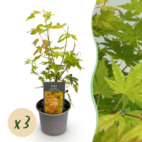 Livraison plante Acer palmatum Orange Dream – Lot de 3 – Pot 12 cm