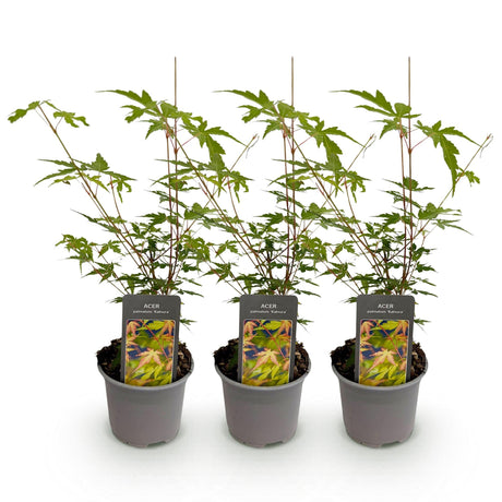 Livraison plante Acer palmatum Sangokaku – Lot de 3 – Pot 12 cm