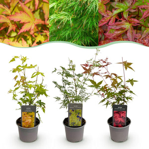 Livraison plante Acer palmatum Tricolour – Lot de 3 – Pot 12 cm
