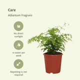 Livraison plante Adiantum Fragrans