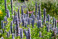 Hisopo Anisado (Agastache) 'Black Adder'
