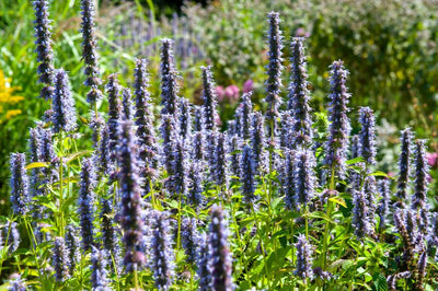 Hisopo Anisado (Agastache) 'Black Adder'